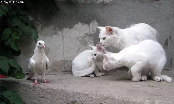 Do You Mind