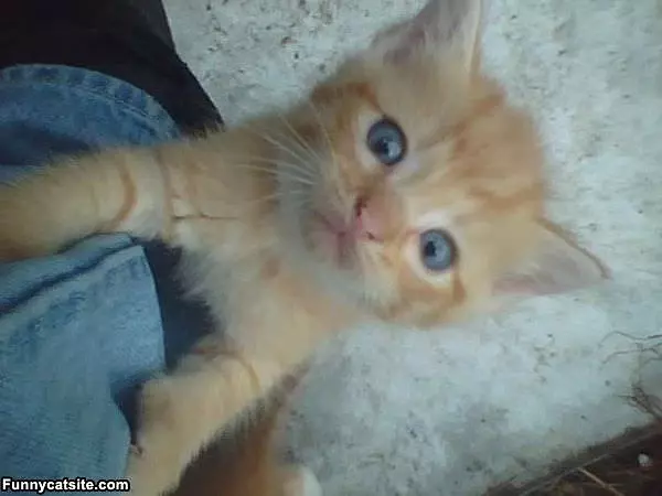 Whats Up Here
