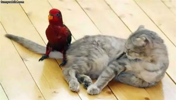 Lazy Cat