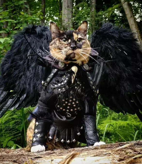 This Cat Rocks
