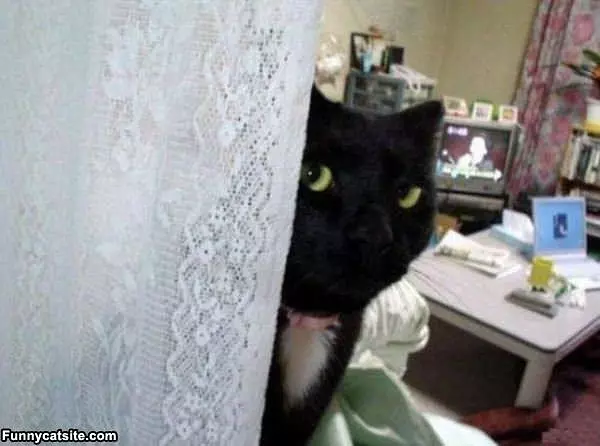 Peekaboo