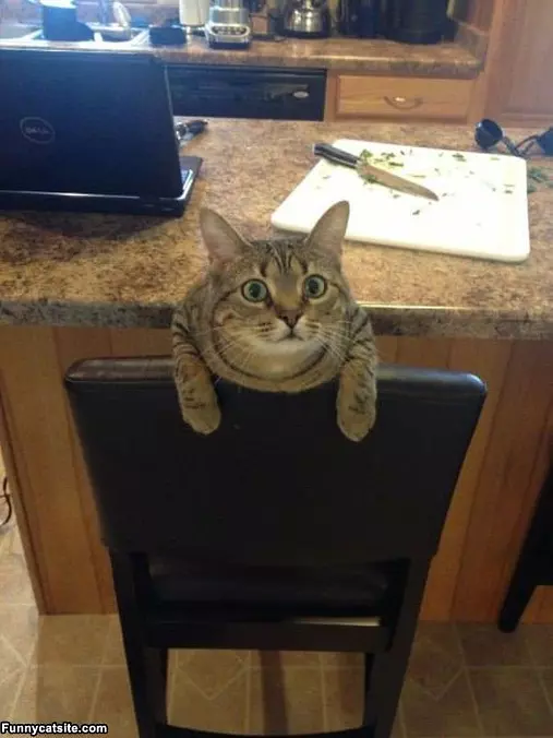 Did You Say Tuna