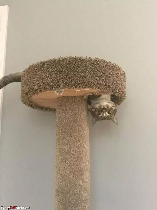 Popping My Head Down