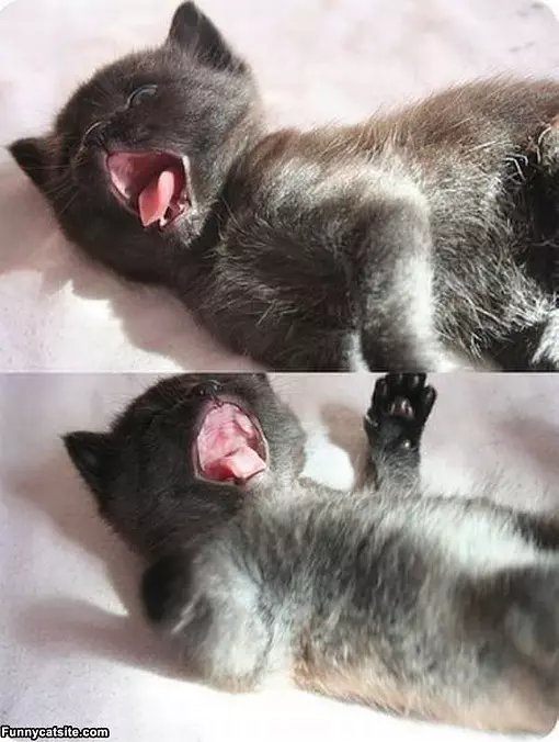 Rargghhh