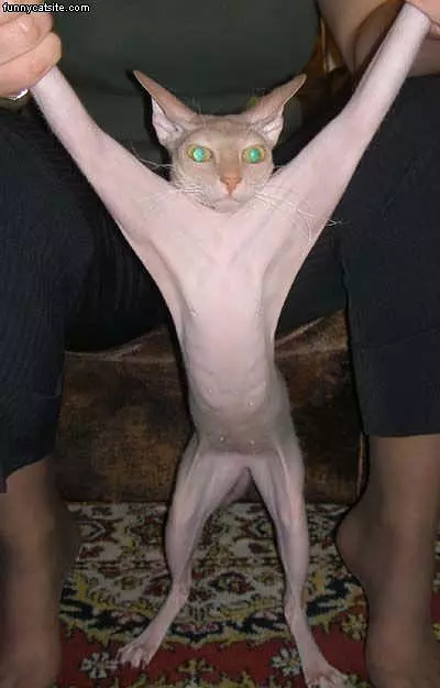 No Fur