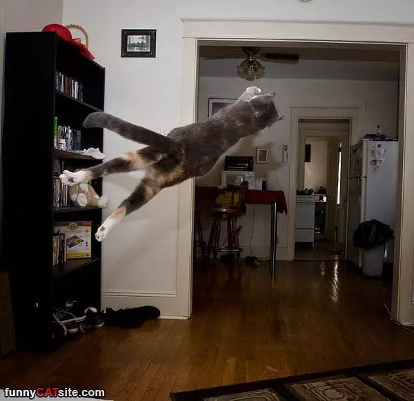 Supercat