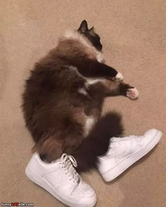 Running In My Sleep