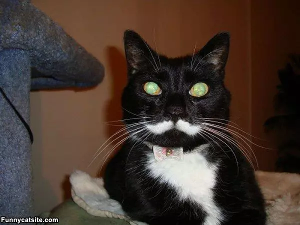 Amazing Mustache