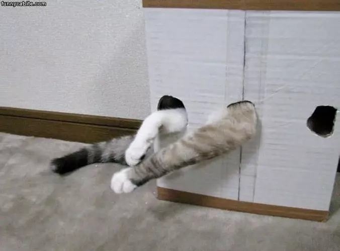 Boxxed