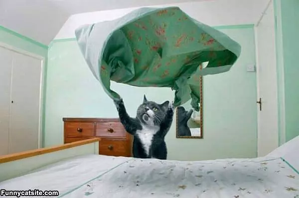 Making The Bed