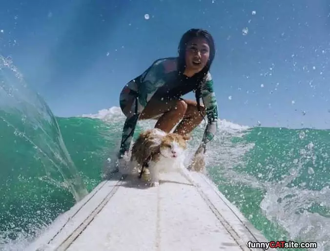A Surfing Cat