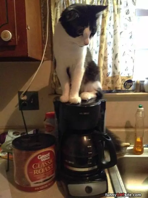 My Coffee
