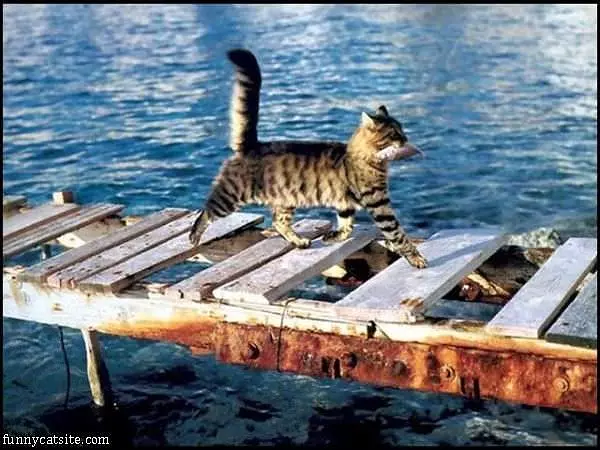I Has A Fish