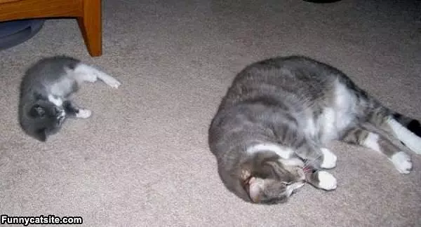 Exact Copy Cat