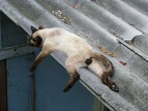 Feelin Lazy Today