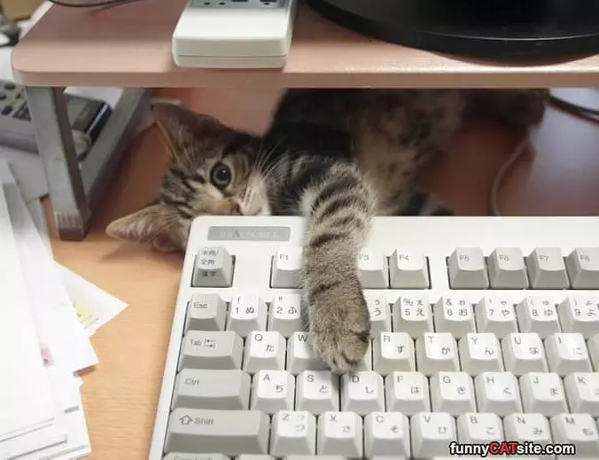 Chilling On The Desk