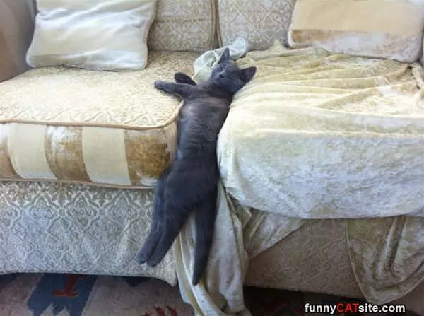 This Is How I Like To Nap