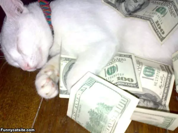 Rich Cat