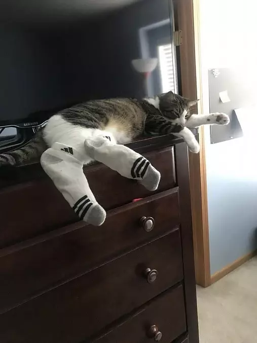 I Has Socks