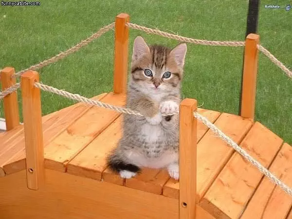 Cat Playground