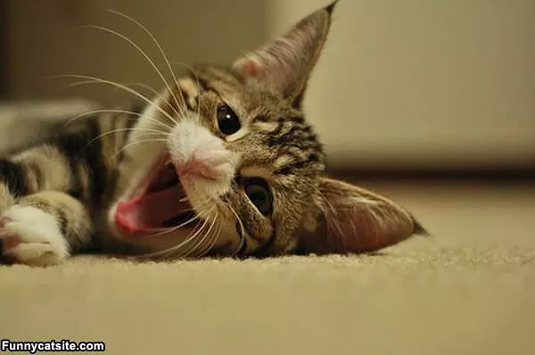 Smiling Cat