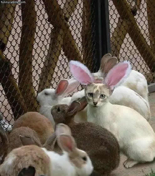 Easter Cat