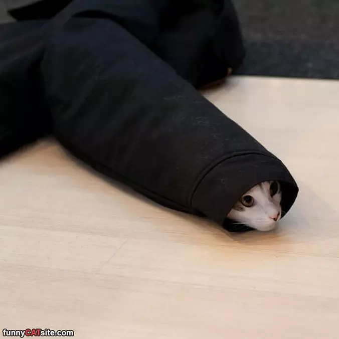 I Am A Little Burrito