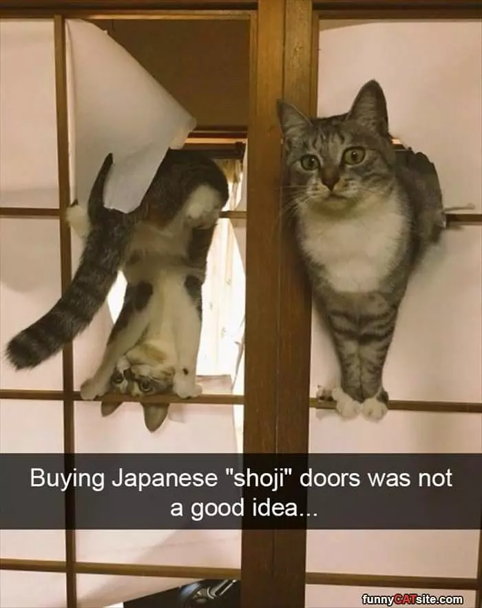 Shoki Doors With A Cat