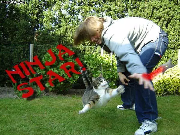 Ninja Star