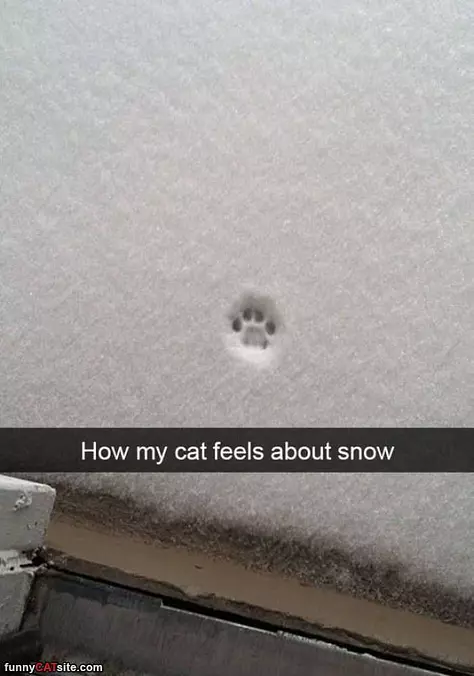 How My Cat Feels