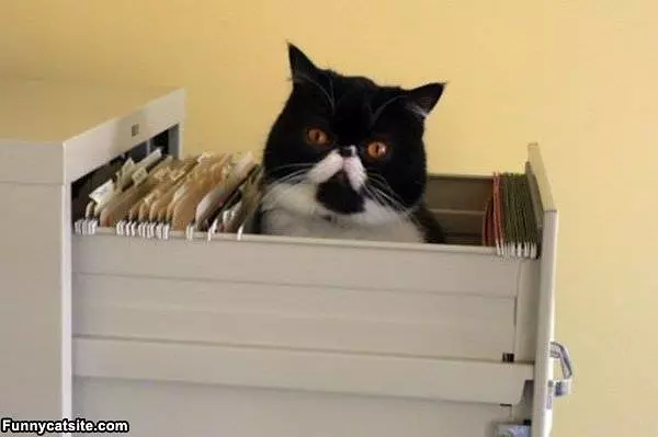 The Cat Files