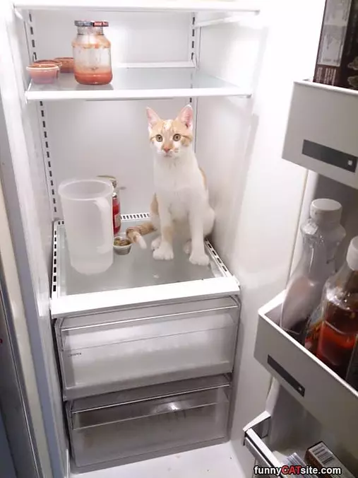 Can I Have A Snack Please