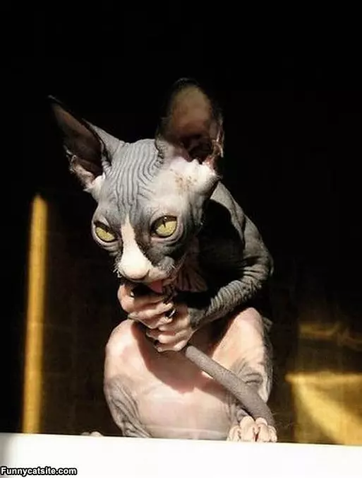 Plotting Cat