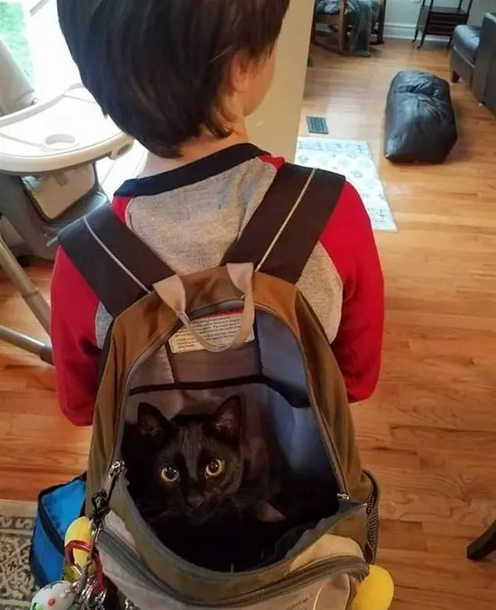 Cat In A Bag