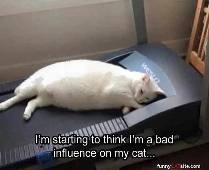 Bad Influence On My Cat