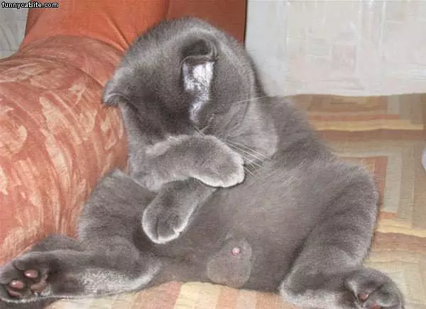 The Saddest Cat