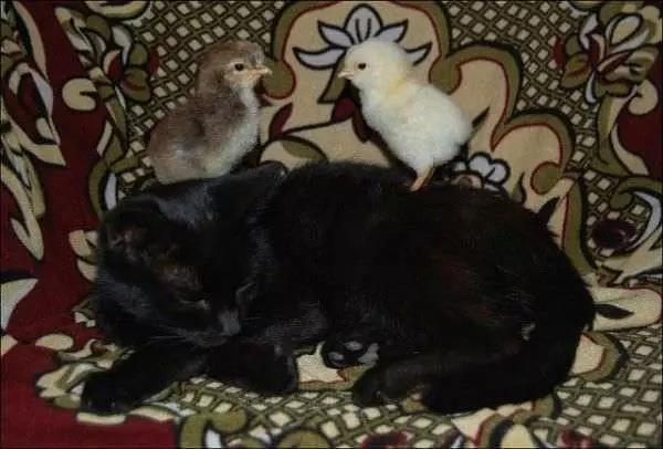Lazy Cat