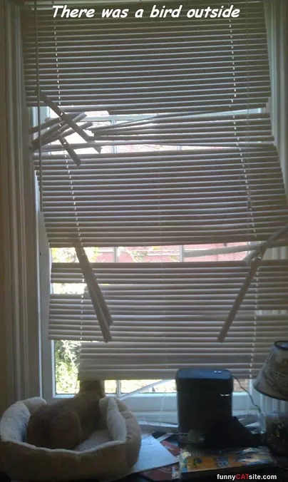 There Was A Bird Outside