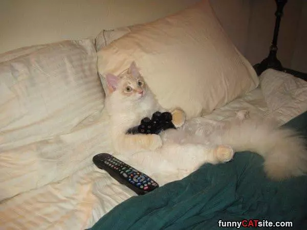 Gamer Cat