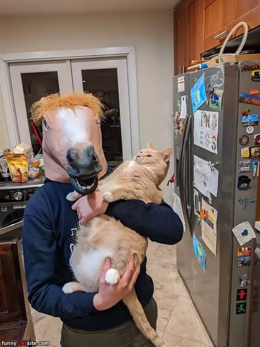 My Horsey Master
