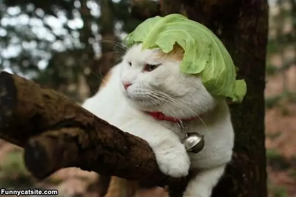 Lettuce Cat