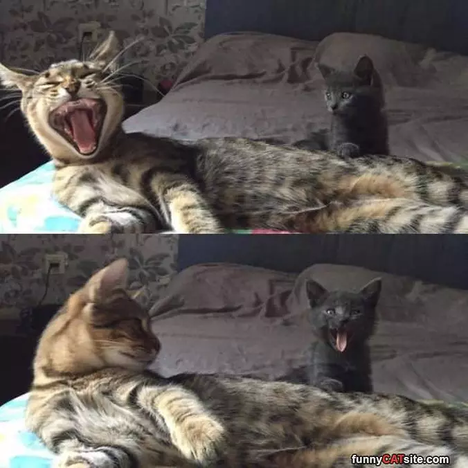 Harrrr Har Har
