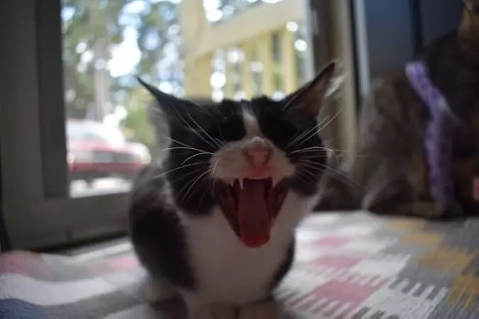 Screaming Yawn