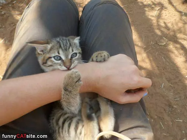 Rawrrr Arm Eater