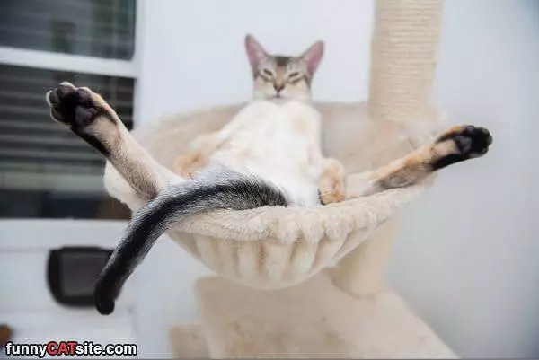 I Am Just Hanging