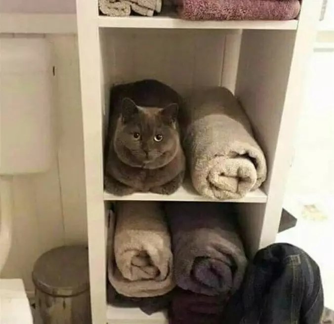 Fluffer Cat