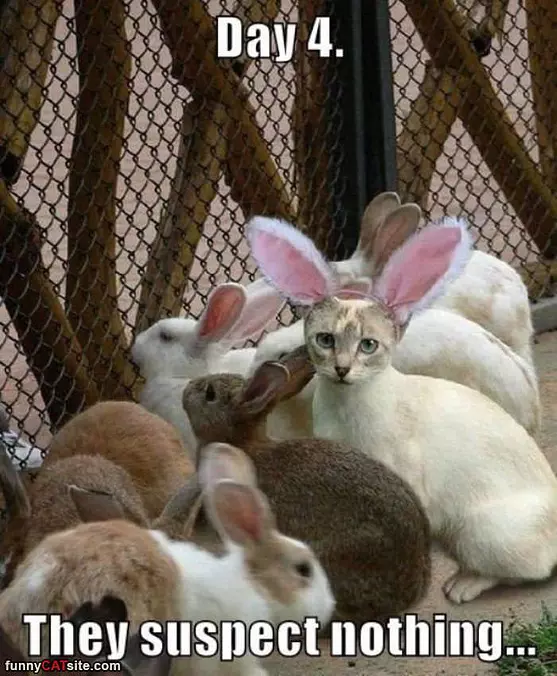 They Suspect Nothing