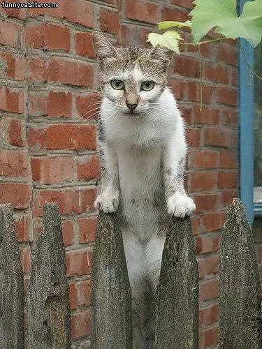 Fence Climber