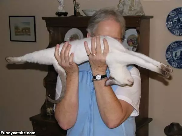 Gymnast Stretching Cat