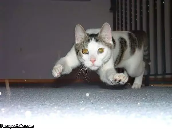 The Attack Cat